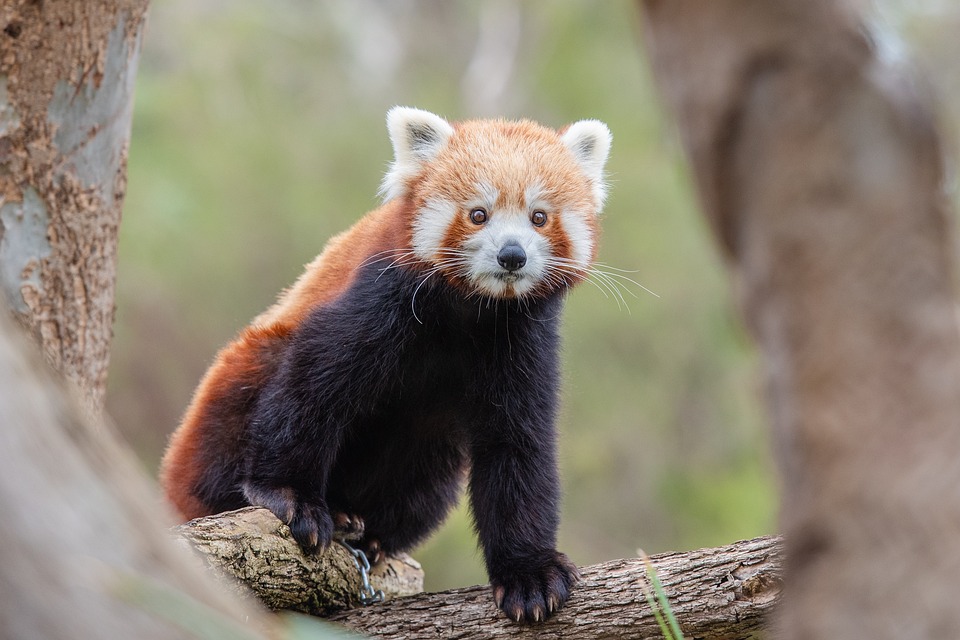 Feuerwehr Kleve rettet Rote Panda-Dame Kamala aus Baumkrone!