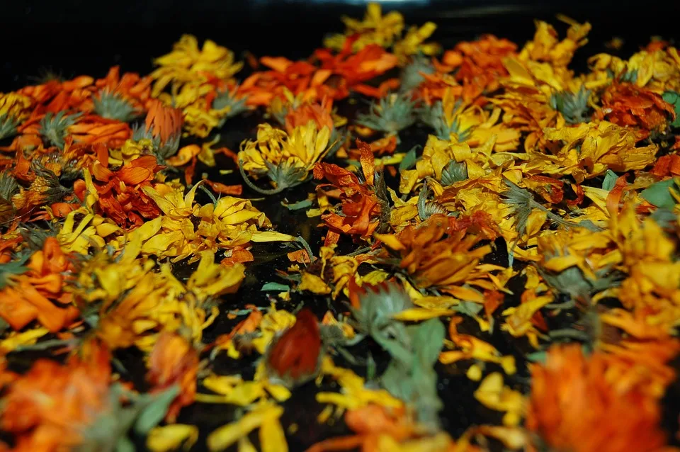 Herbarium Der Uni Halle Umzug Bringt Neue Digitale Moeglichkeiten.jpg