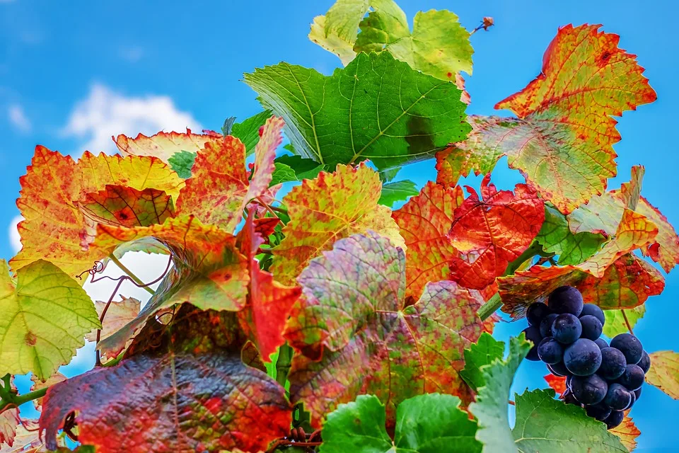 Herbstmarkt In Villingen Koestlichkeiten Kunst Und Wellness Warten.jpg