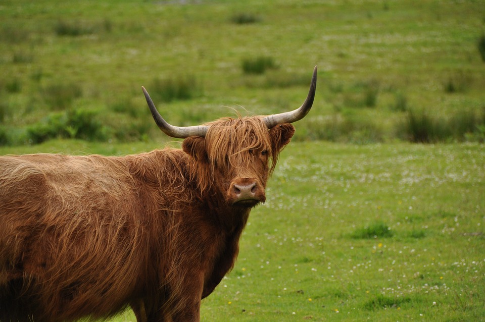 Highlander Lüdenscheid auf Finalkurs: Drei Tore Vorsprung im Gepäck!