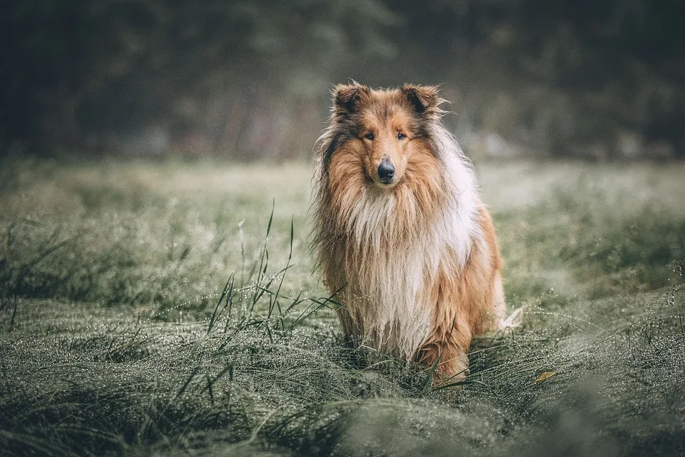 Hundesteuer-Skandal: Bis zu 1000 Euro für Vierbeiner im Rhein-Lahn-Kreis!