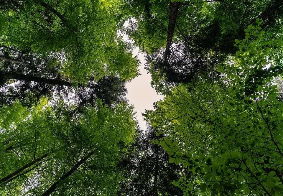 Ida kämpft für den Wald: Die magische Tier-Mission in Zwickau!