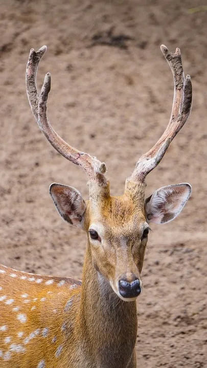 Jubilaeum Des Erdinger Jaegervereins 100 Jahre Fuer Wild Und Natur.jpg