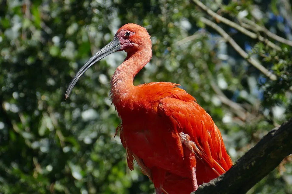 Kölner Zoo begrüßt zwei winzige goldgelbe Löwenäffchen!