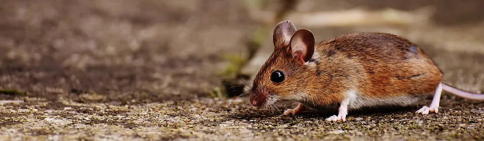 Lachend lernen: Die Maus begeistert Familien zum Tag der Deutschen Einheit!