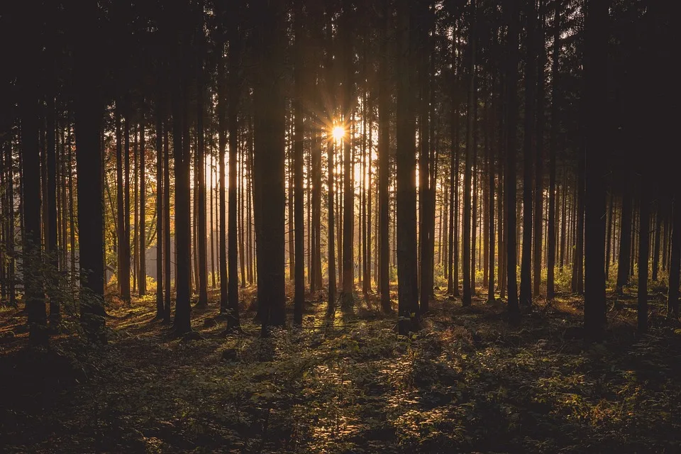 Neuer Waldkindergarten in Wolfsgurgel: Natur erleben statt Kühlschrank!