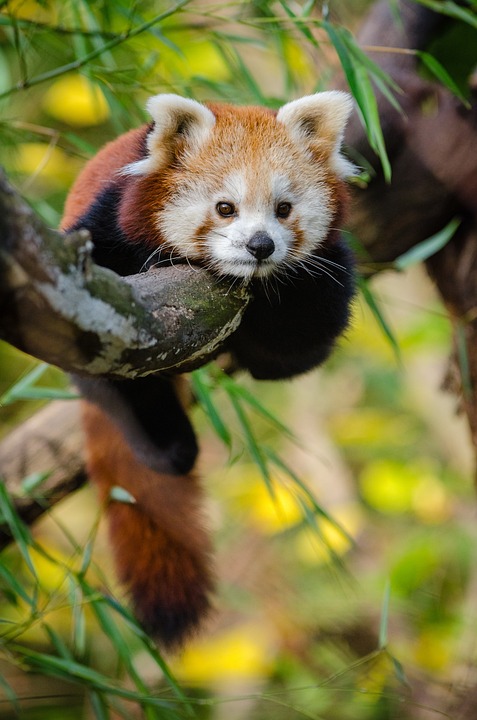 Panda-Dame Kamala: Feuerwehr rettet bei Dämmerung aus Baumwipfeln!