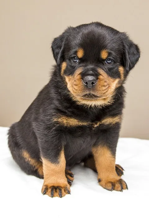 Rottweils Vinzenz-von-Paul Hospital: Zukunftsprojekte im Fokus!