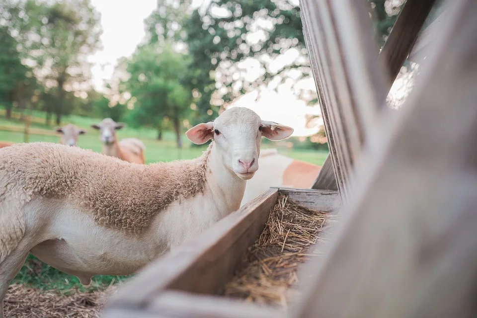 Schaf auf Abwegen: Feuerwehrmann wird zum Tierretter in Langenberg!