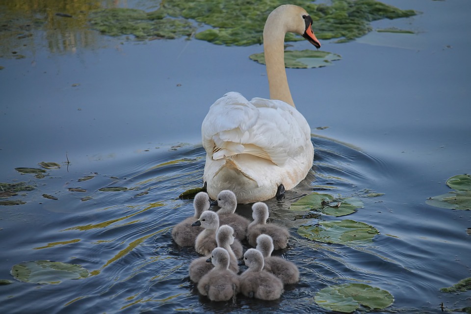 Schwan gerettet: Feuerwehr Lübeck bringt Vogel zurück zum Kanal!