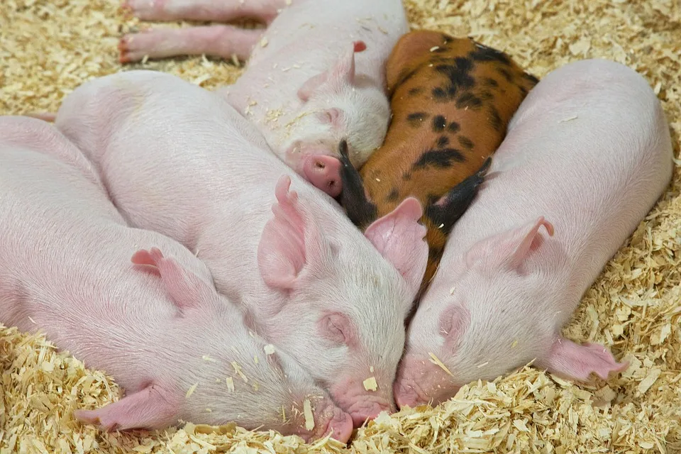 Schweinepest-Gefahr bleibt: Sperrzonen in Baden-Württemberg gelten weiter