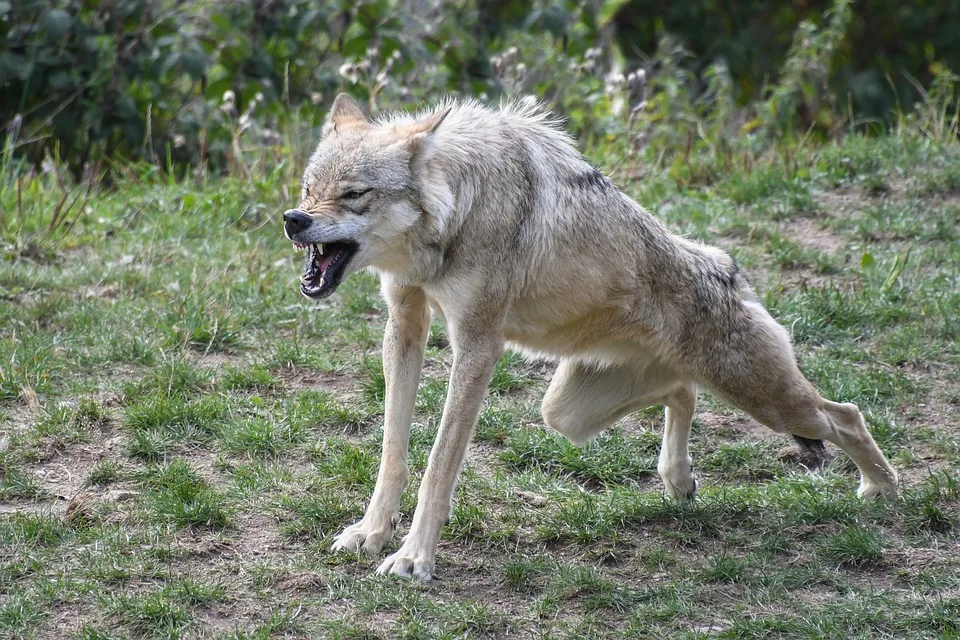 Sorge um Schafherden: Wolf könnte in Bühlertal zugeschlagen haben!