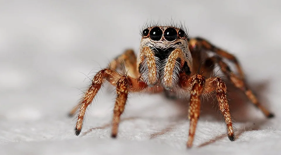 Spinne sorgt für dramatischen Verkehrsunfall in Burg Stargard!