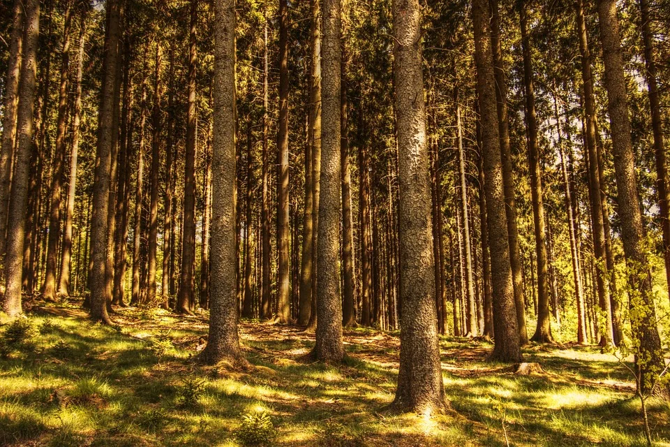 Sprockhövels Bäume: Fällaktionen zur Sicherheit im Herbst!