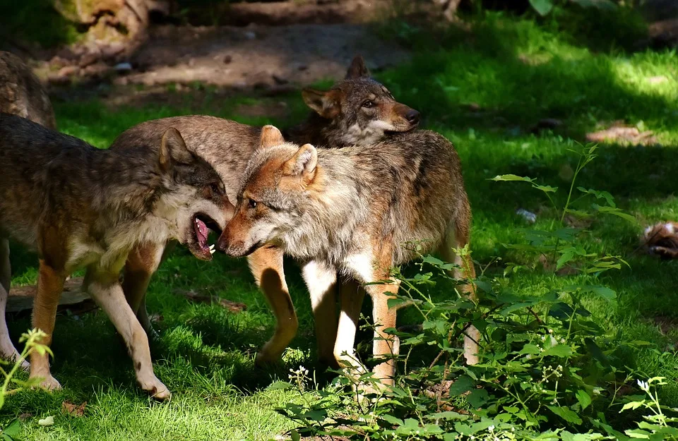 Wolves im Aufwind: Wolfsburgs Kampf gegen Punktverlust in Bochum!