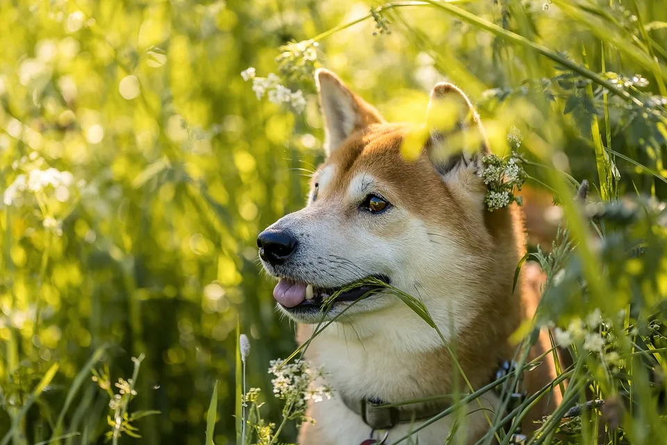 Shiba Inu auf dem Weg zum neuen Rekordhoch: Analysten optimistisch!