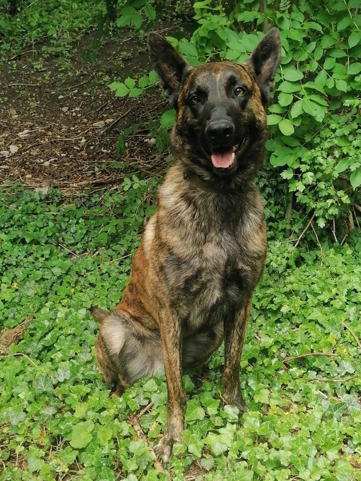 Polizeihund Ayko schnappte Einbrecher auf frischer Tat in Bielefeld!