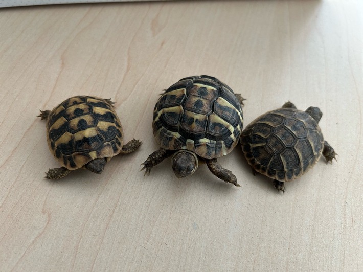 Zoll stoppt Urlauber: Drei geschützte Landschildkröten beschlagnahmt!