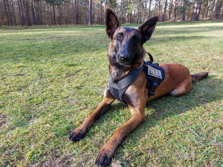 Zollhündin Frieda entdeckt 10 Kilo Kokain in Autobahnkontrolle!