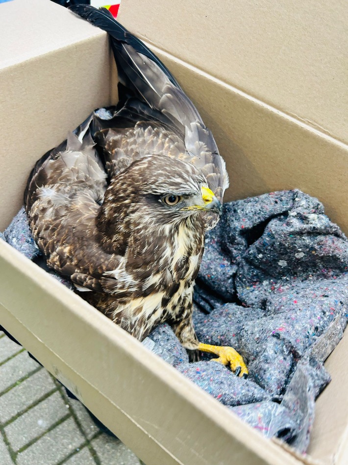 Polizei rettet verletzten Greifvogel – Tier in Sicherheit gebracht!