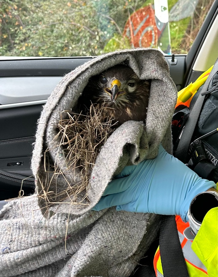 Polizei rettet verletzten Mäusebussard von der Autobahn A5!