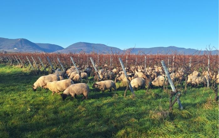 Schafe auf Abwegen: 50 Tiere stiften Chaos bei Edesheim!