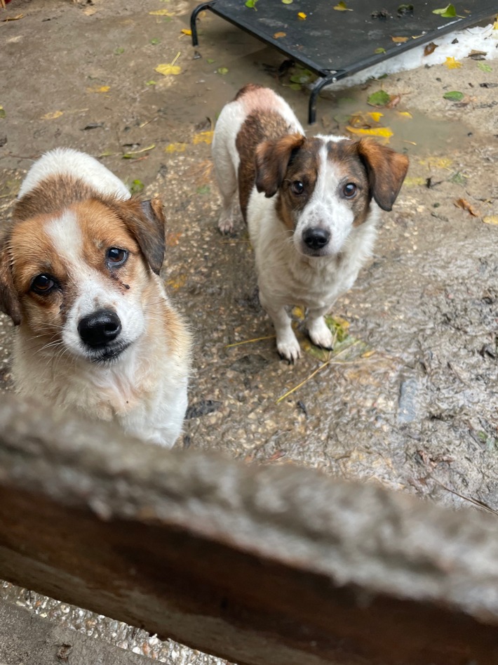 Tierschutzalarm: Polizei holt Hunde bei Halterin ab!