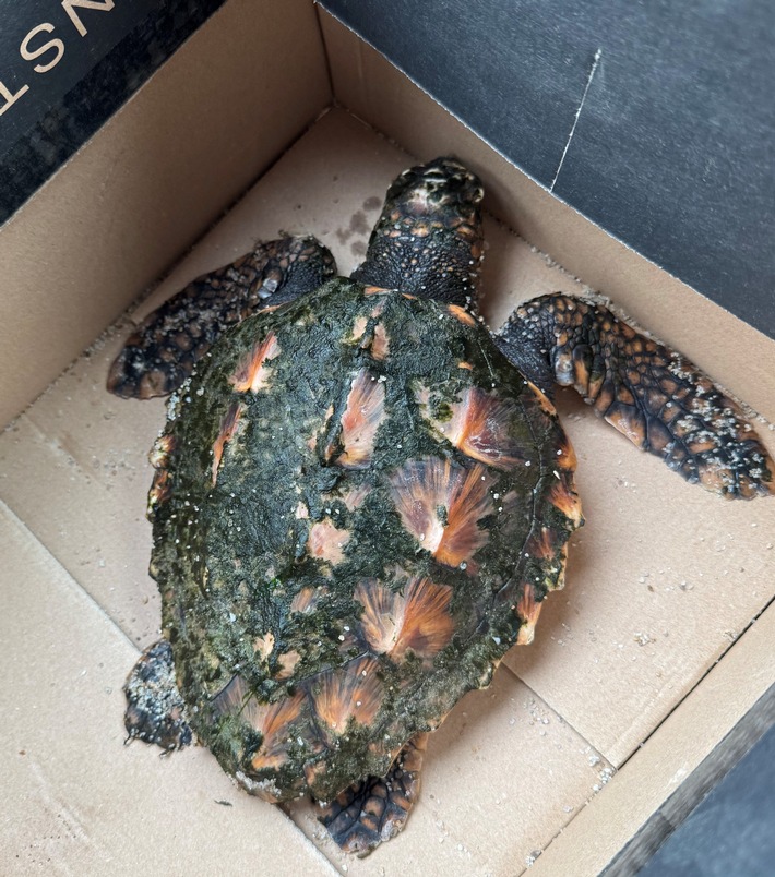 Urlauber entdecken gefährdete Karettschildkröte am Sylter Strand!