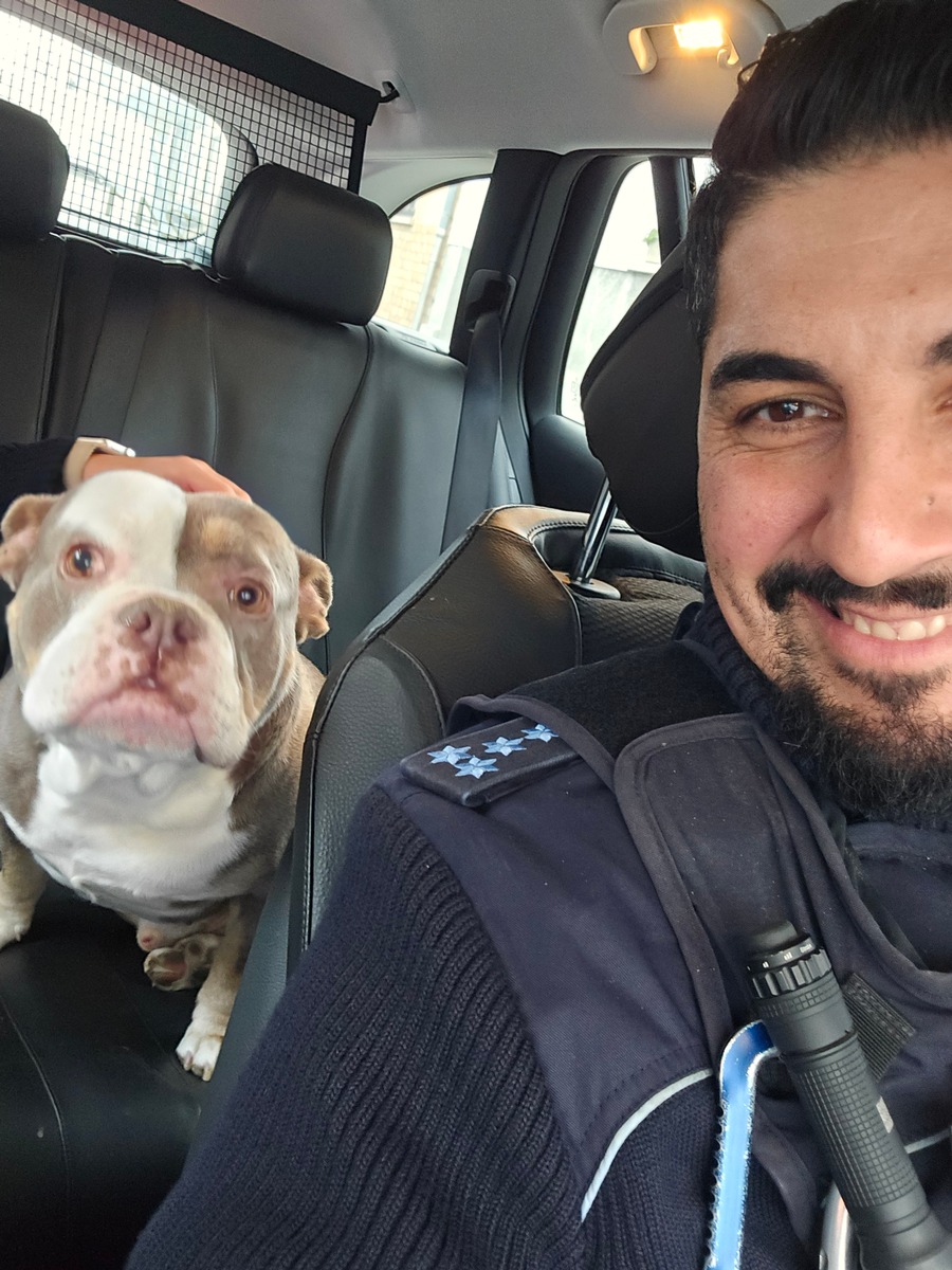 Entlaufene Bulldogge in Brühl: Polizei bringt Hund sicher nach Hause!