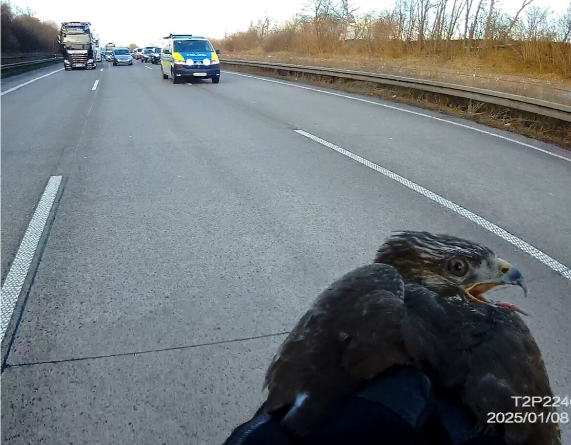 Greifvogel auf der A7: Autobahnpolizei stoppt den Verkehr für Tierretter!