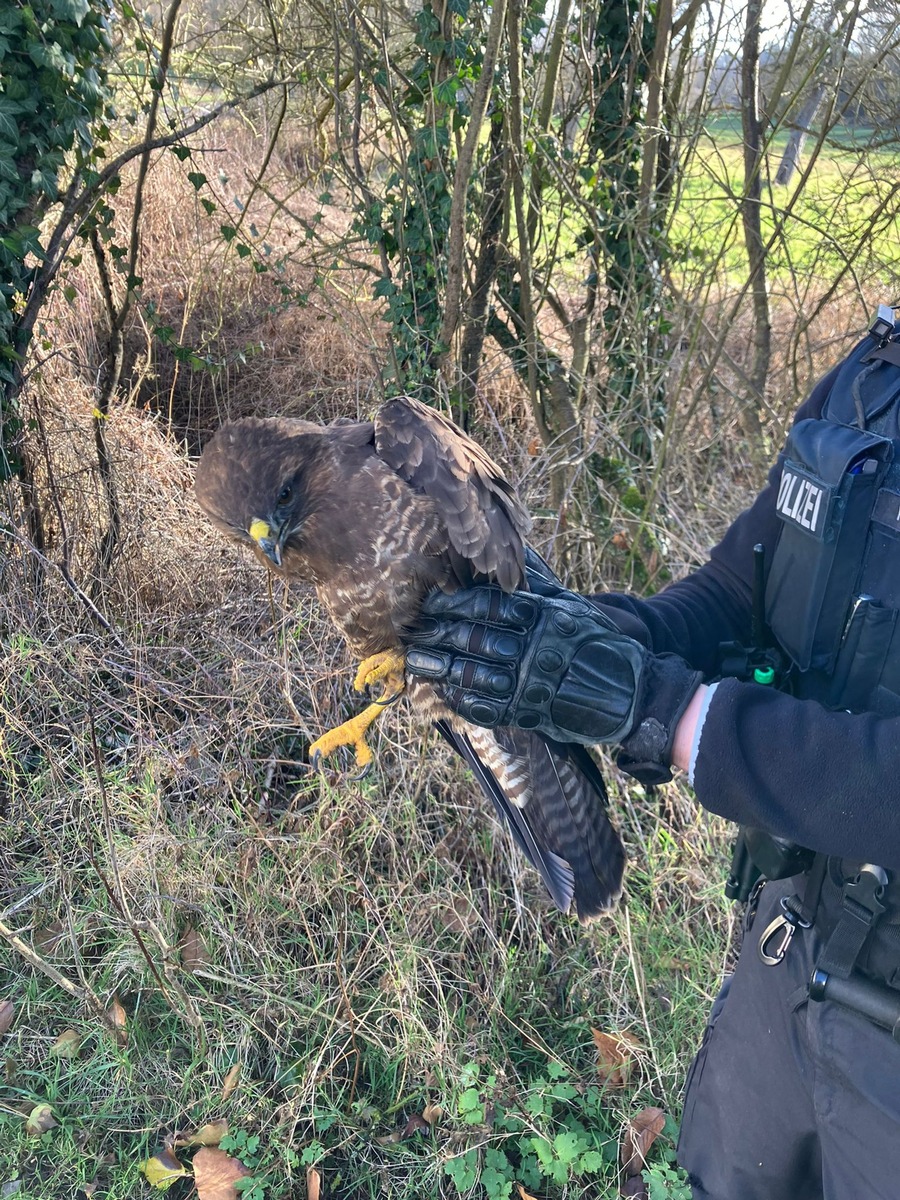 Held der Natur: Polizeistreife rettet verletzten Mäusebussard!