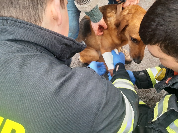 Heldentaten der Feuerwehr Dinslaken: Hund gerettet, Katze tot gefunden