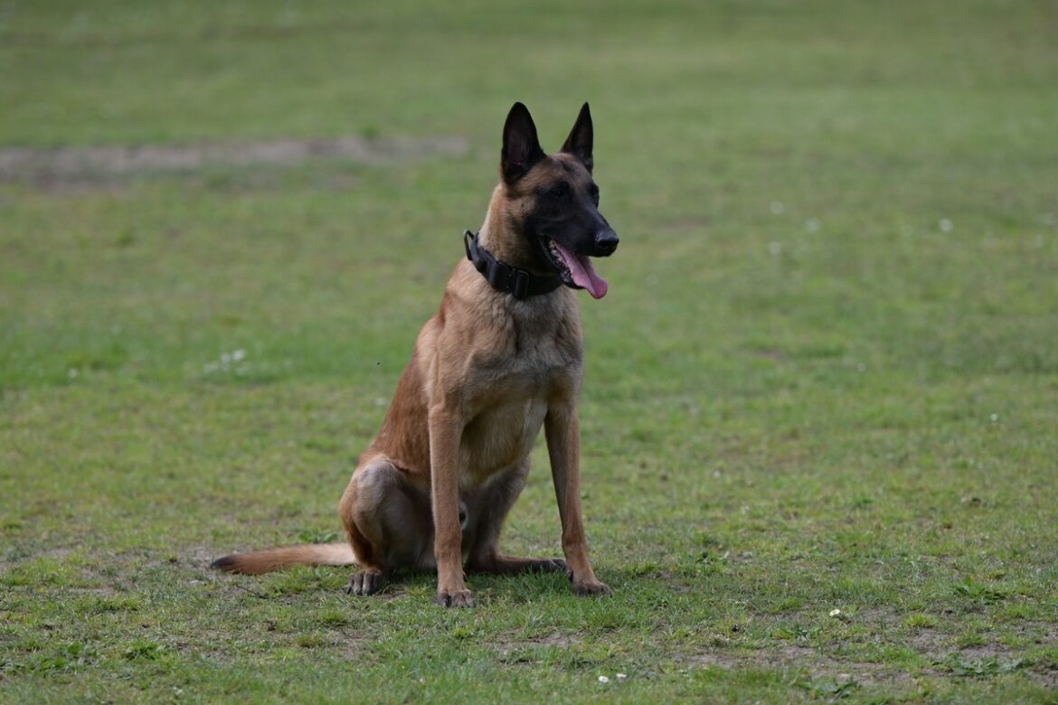 Hundeheld sieht Einbrecher in Rendsburg auf frischer Tat!