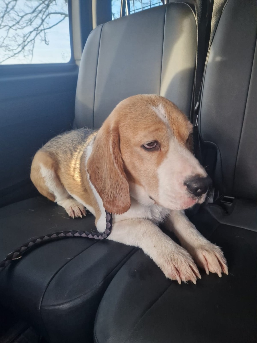 Junger Beagle in Not: Polizei sucht den Besitzer des Fundhundes!