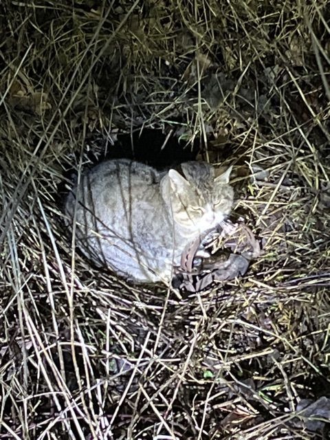 Katze in Falle gefangen: Polizei ermittelt nach dramatischer Not-OP!