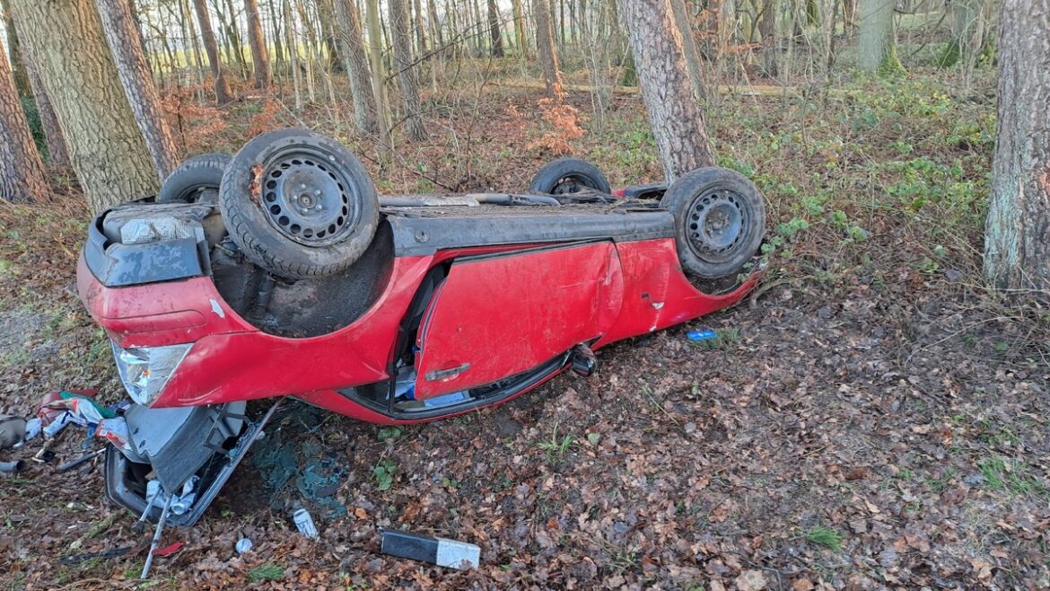 Schwäne blockieren Verkehr in Bremervörde: Chaos auf den Straßen!