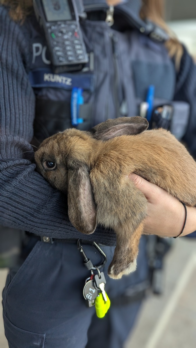 Braunes Kaninchen in Bad Bergzabern gefunden – Tierheim hilft!