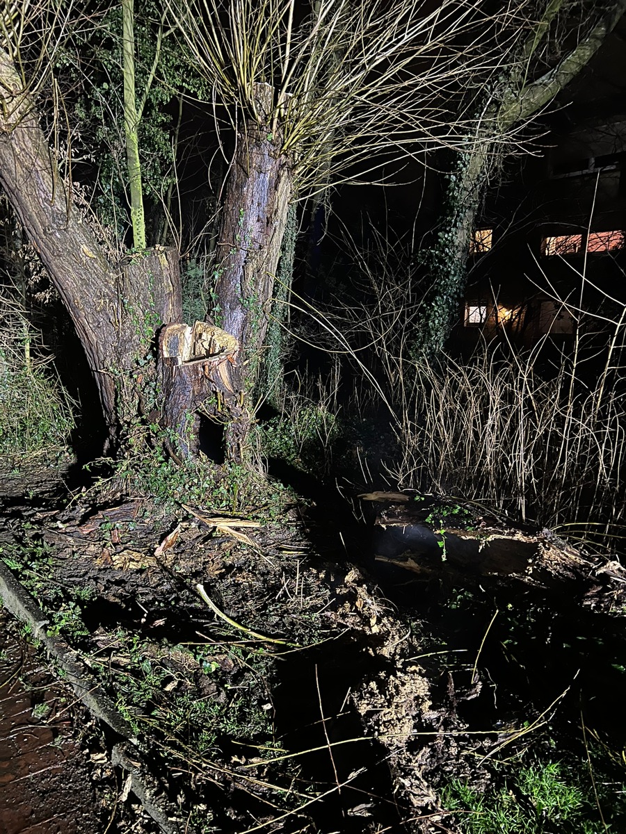 Einsatz der Feuerwehr: Brennender Baum sorgt für Rauchentwicklung in Werne