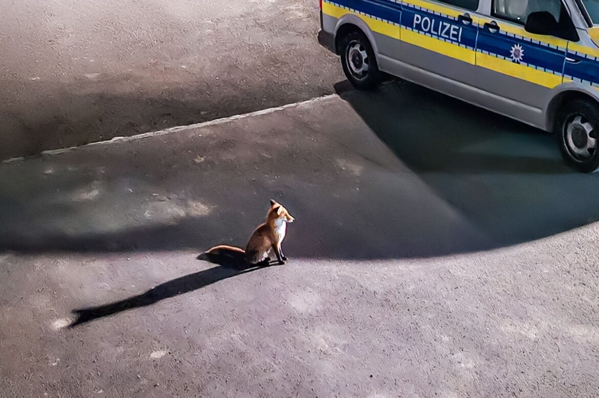 Fuchs sorgt für Aufregung auf Polizeihof – Katze flieht im letzten Moment!