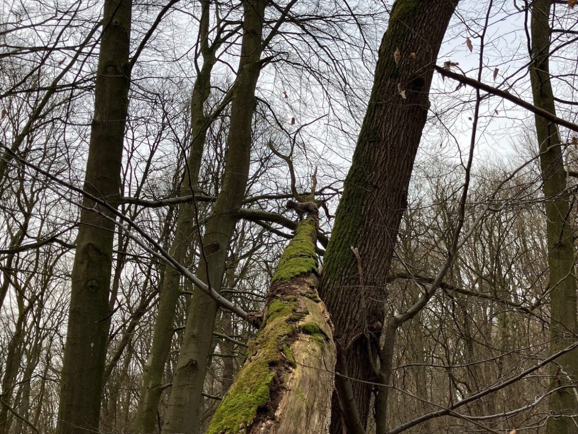 Hund auf Baum gerettet: Feuerwehr Bad Salzuflen im kuriosen Einsatz!