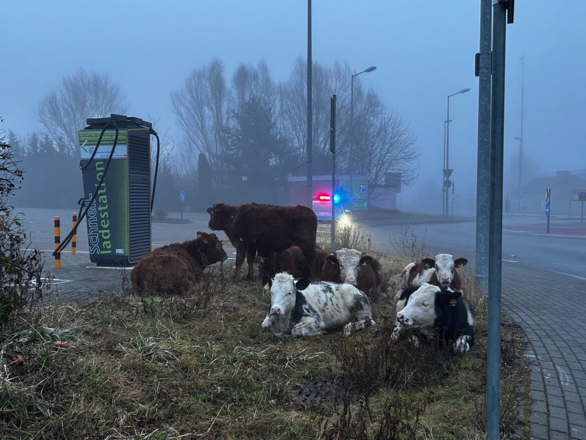 Kühe sorgen für Aufsehen am Kinokreisel in Zweibrücken!