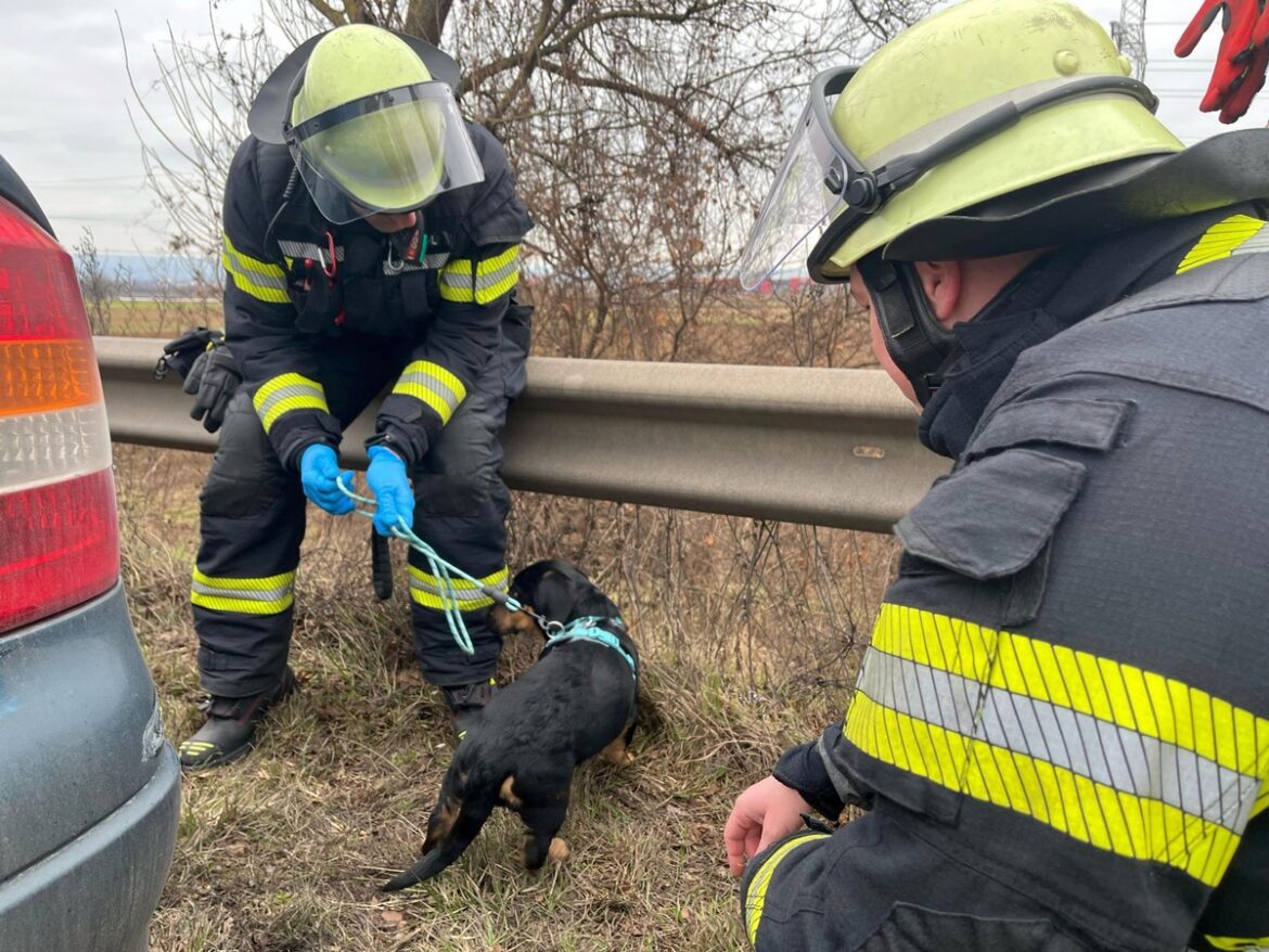 Welpe Cosmo löst großen Einsatz der Feuerwehr Mainz auf der A60 aus!