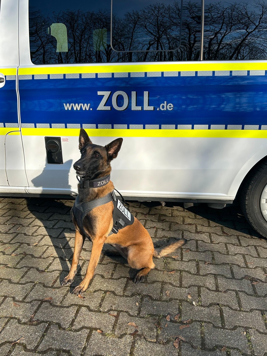 Zollhund Frieda schnüffelt Kokain: Über ein Kilo Drogen im Auto entdeckt!