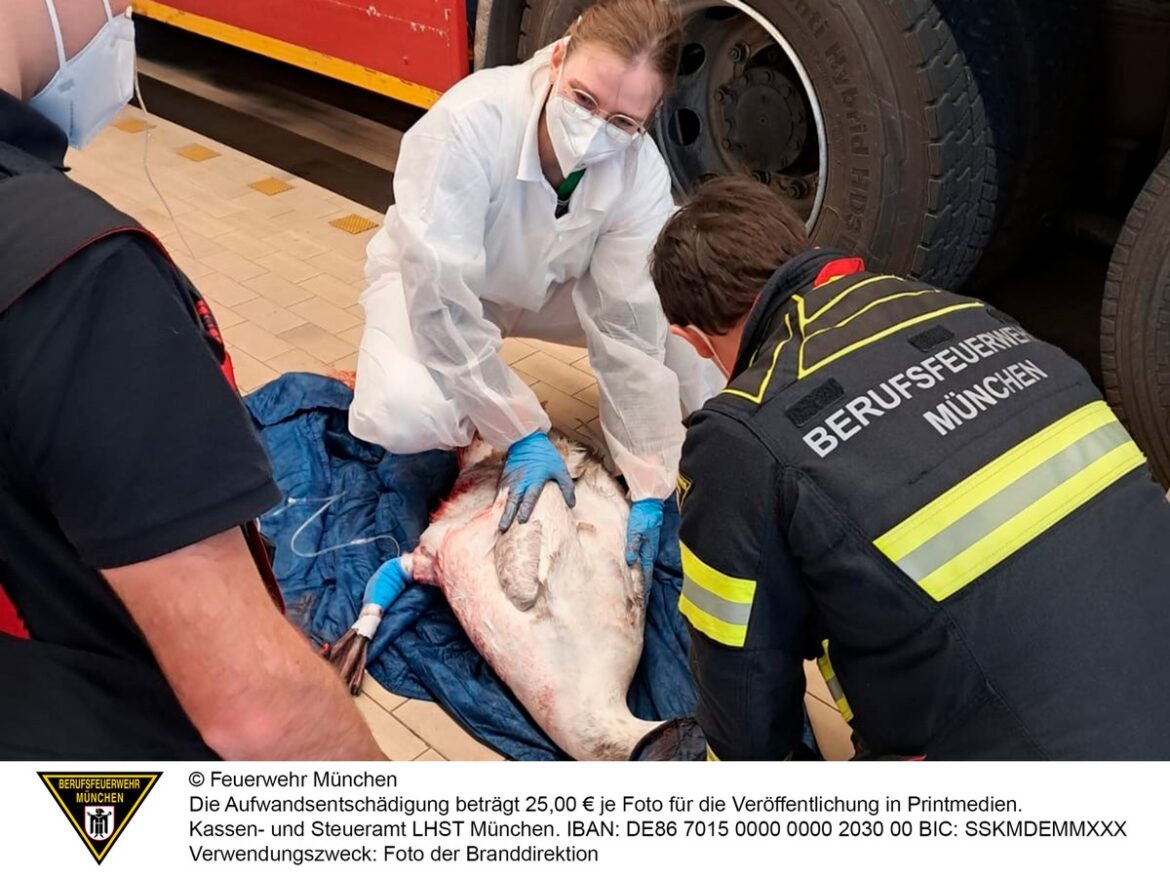 Feuerwehr München rettet schwerverletzten Schwan im Olympiapark!